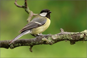 Kohlmeise (Parus major)