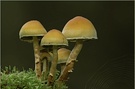 ~ Spider Mushrooms ~