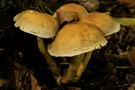 Pilz