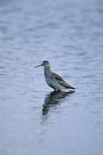 Dunkler Wasserläufer im Schlichtkleid