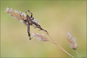 ***Spinne am Morgen....***