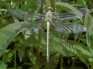 Libelle XY