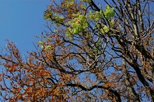 Herbst und Frühling zugleich?