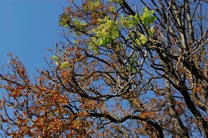 Herbst und Frühling zugleich?