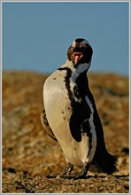 Brillenpinguin (Spheniscus demersus)