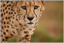 Gepard (Acinonyx jubatus)