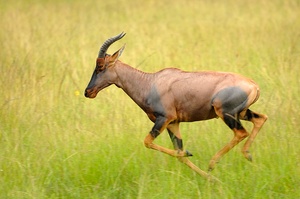 Laufende Leierantilope