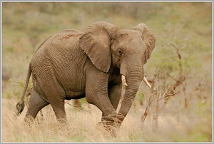 Afrikanischer Elefant (Loxodonta africana)