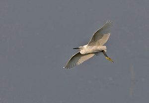 Seidenreiher am Niederrhein