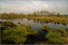 Herbst im Moor