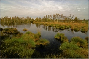 Herbst im Moor