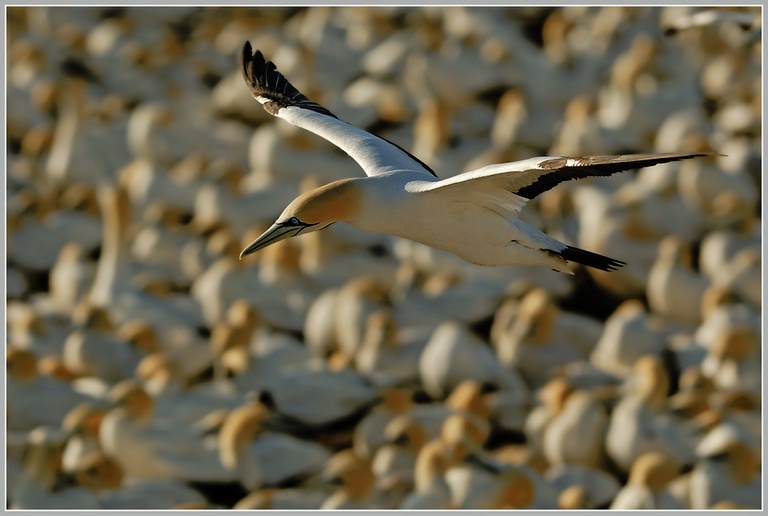 Kaptölpel (Morus capensis)