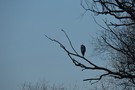 Reiher auf seinem Schlafbaum