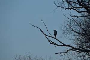 Reiher auf seinem Schlafbaum