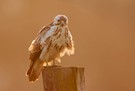 Mäusebussard im Abendlicht