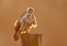 Mäusebussard im Abendlicht