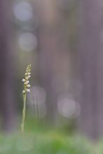 Kriechendes Netzblatt (Goodyera repens)