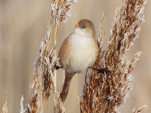 Die Schilfakrobatin