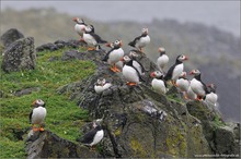 Puffins