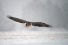 Seeadler im Schnee