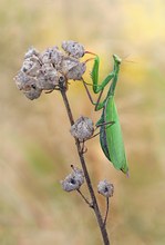 die Gottesanbeterin (Mantis religiosa)