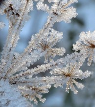 Eisblumen