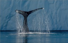 buckelwal beim abtauchen
