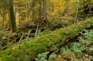 Herbst im Bergwald