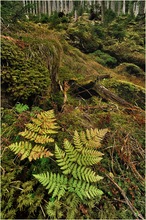 Herbst im Bergwald