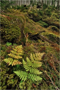 Herbst im Bergwald