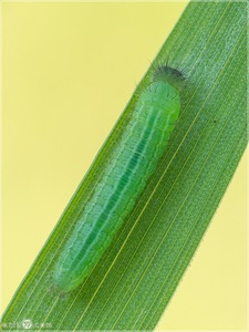 Raupe des Braunauge (Lasiommata maera)