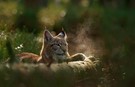 Luchs