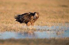 Seeadler beim Eisangeln