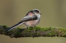 kleiner Sperlingsvogel…..