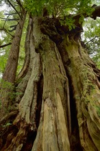 Hanging garden tree