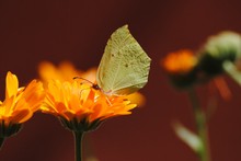 Schmetterling auf Blume