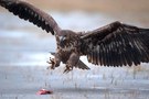 Seeadler im Anflug