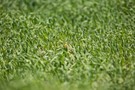 Kleiner Fleck im großen Grün...