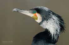 Kormoran