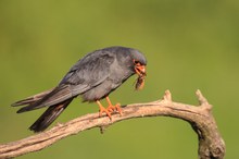 Red-footed Falcon