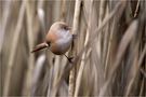 Bartmeise (Panurus biarmicus) weiblich