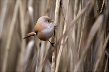 Bartmeise (Panurus biarmicus) weiblich