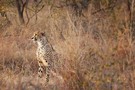 Gepard auf Beobachtungsposten