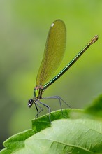 Gebänderten Prachtlibelle (Weibchen)