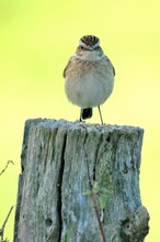 Braunkehlchen