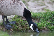 trinkende Kanadagans