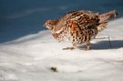 Haselhuhn