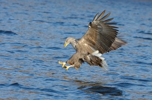 Seeadler