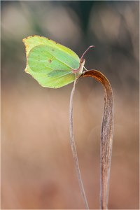 ~Zitronenfalter~