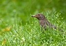 Charly Amsel seine Frau nutzt  das Angebot beim Früheinkauf..